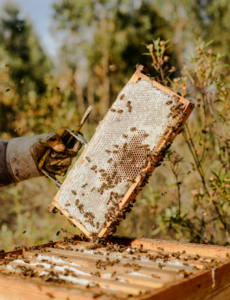 Pormenor de uma colmeia