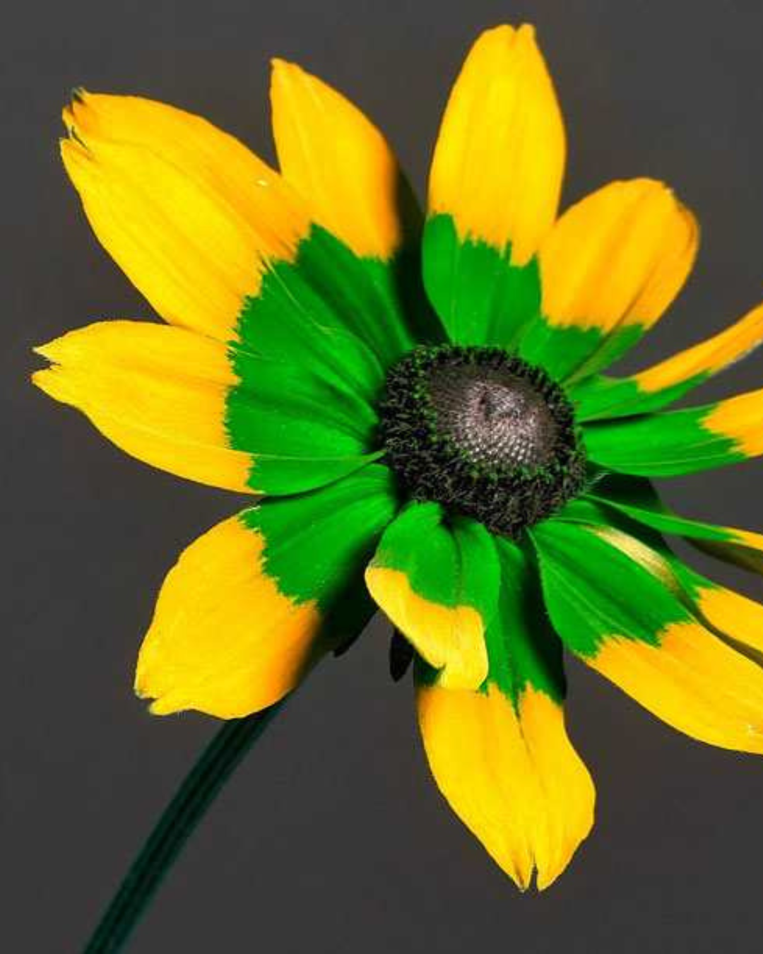 Pormenor das cores de uma flor vistas por uma abelha